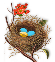 nest